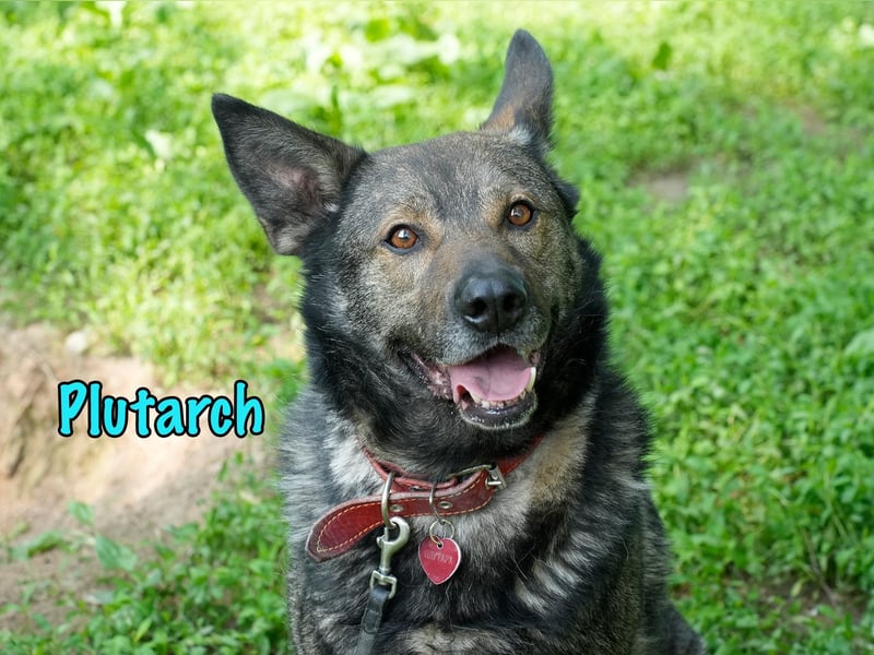Plutarch 10/2016 - ein wundervoller, ausgeglichener und treuer Traumhund!