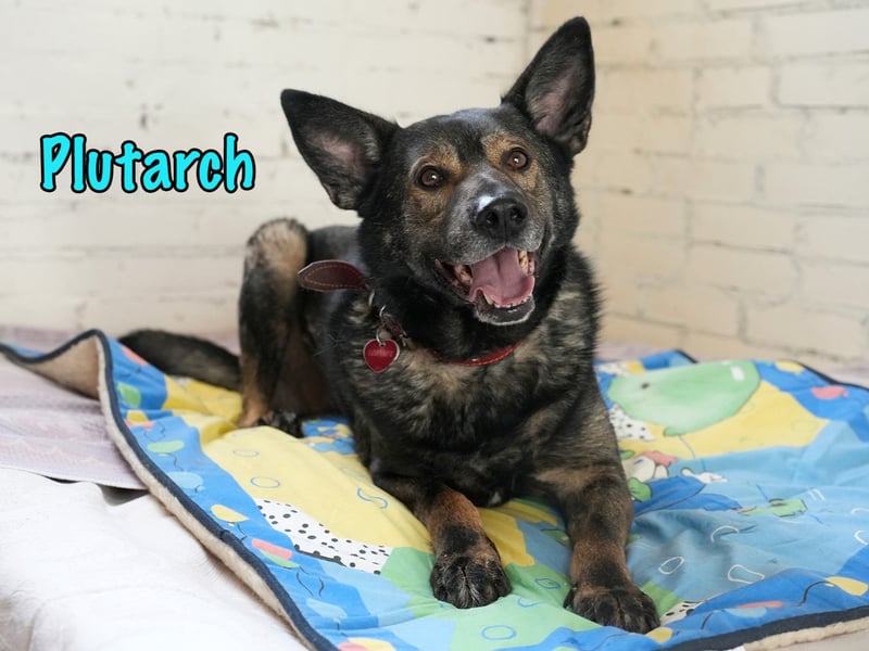 Plutarch 10/2016 - ein wundervoller, ausgeglichener und treuer Traumhund!