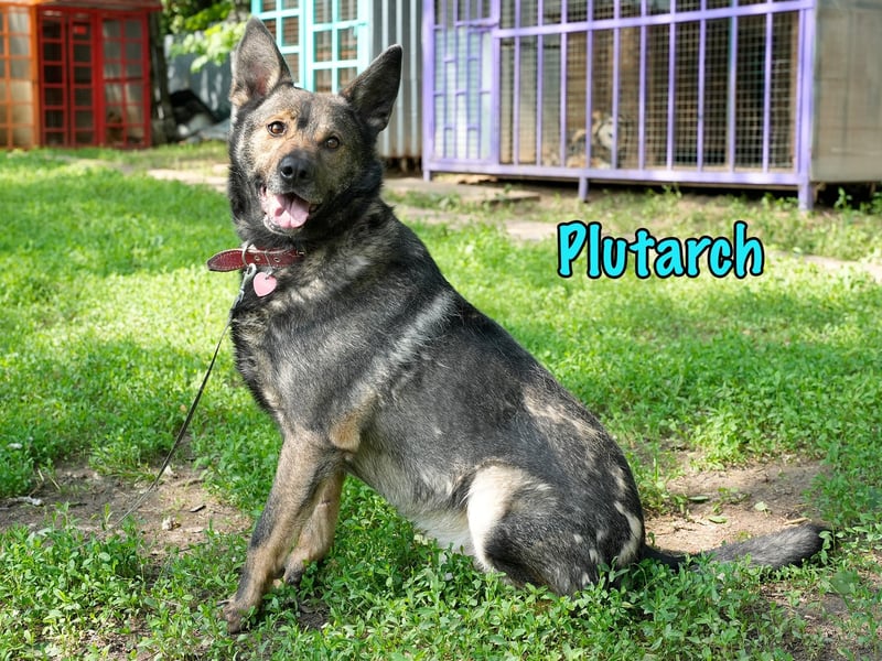 Plutarch 10/2016 - ein wundervoller, ausgeglichener und treuer Traumhund!