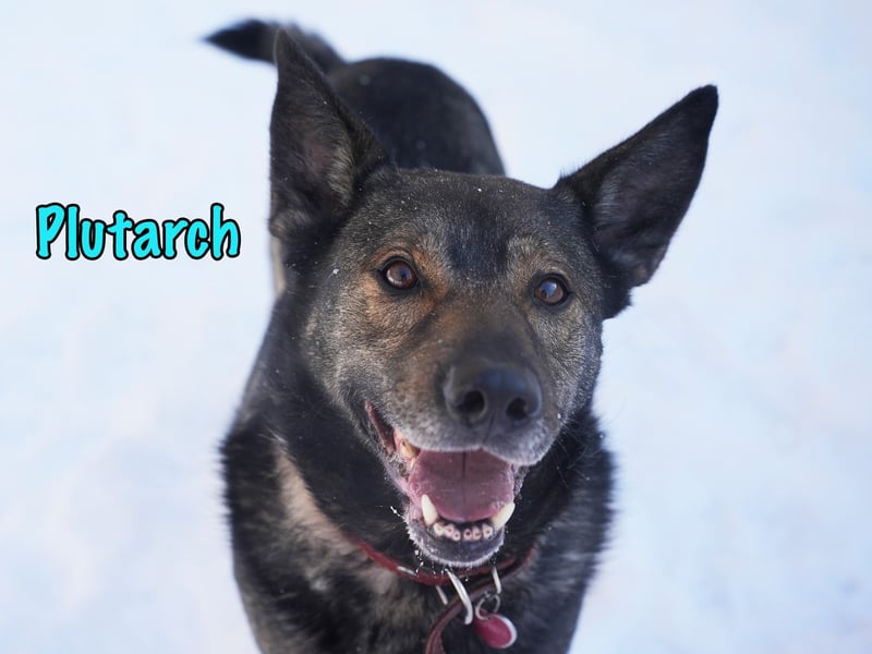 Plutarch 10/2016 - ein wundervoller, ausgeglichener und treuer Traumhund!