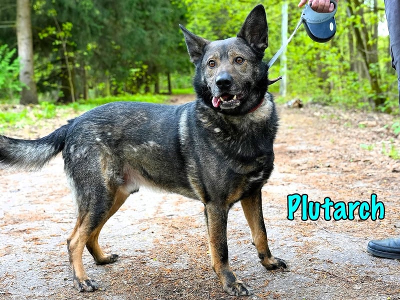 Plutarch 10/2016 - ein wundervoller, ausgeglichener und treuer Traumhund!