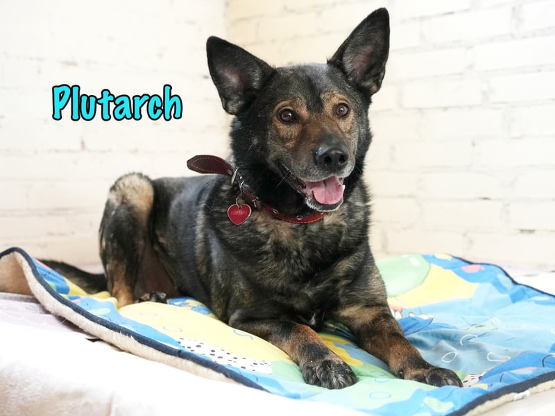 Plutarch 10/2016 - ein wundervoller, ausgeglichener und treuer Traumhund!