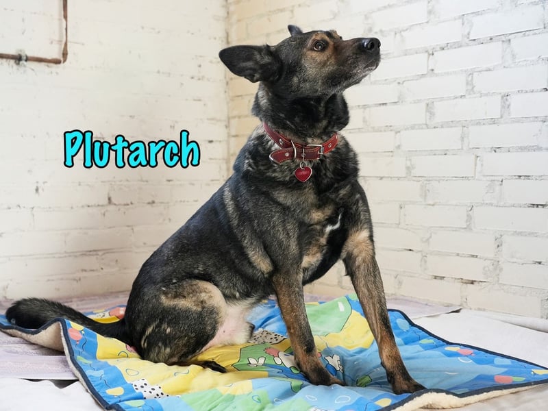 Plutarch 10/2016 - ein wundervoller, ausgeglichener und treuer Traumhund!