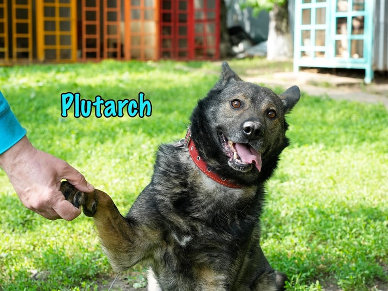 Plutarch 10/2016 - ein wundervoller, ausgeglichener und treuer Traumhund!
