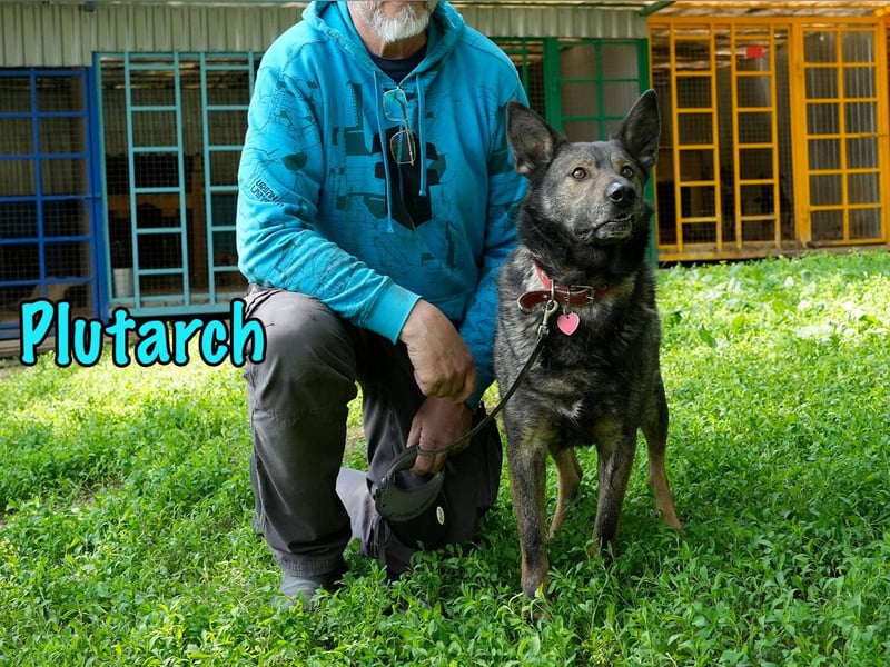 Plutarch 10/2016 - ein wundervoller, ausgeglichener und treuer Traumhund!