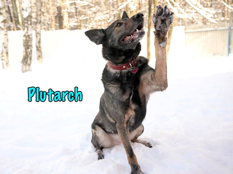 Plutarch 10/2016 - ein wundervoller, ausgeglichener und treuer Traumhund!