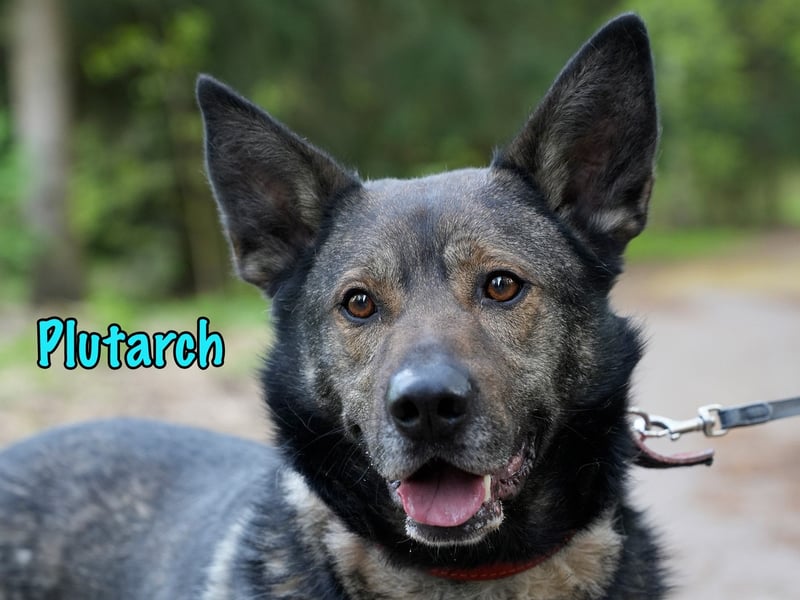 Plutarch 10/2016 - ein wundervoller, ausgeglichener und treuer Traumhund!