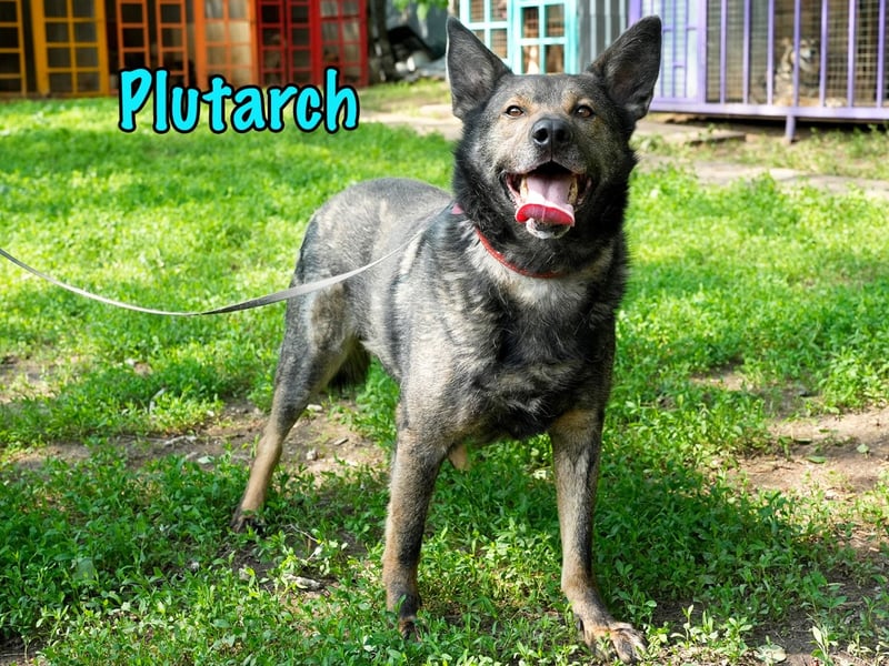 Plutarch 10/2016 - ein wundervoller, ausgeglichener und treuer Traumhund!