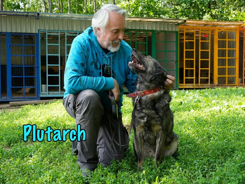 Plutarch 10/2016 - ein wundervoller, ausgeglichener und treuer Traumhund!
