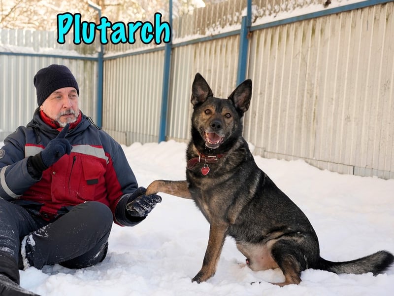Plutarch 10/2016 - ein wundervoller, ausgeglichener und treuer Traumhund!