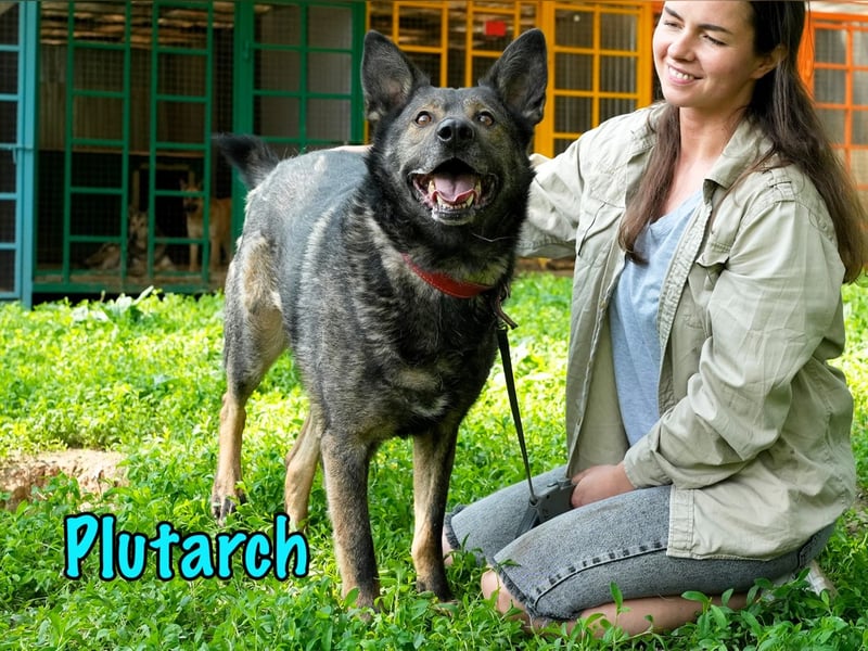 Plutarch 10/2016 - ein wundervoller, ausgeglichener und treuer Traumhund!
