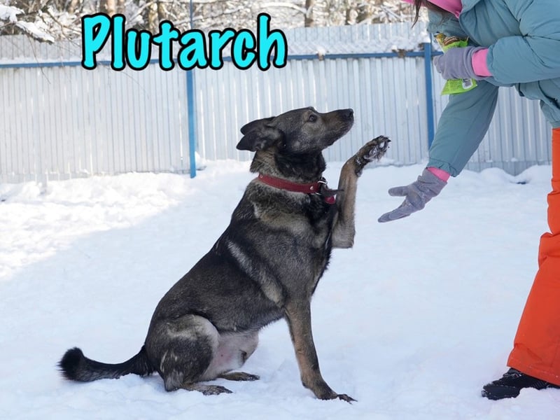 Plutarch 10/2016 - ein wundervoller, ausgeglichener und treuer Traumhund!