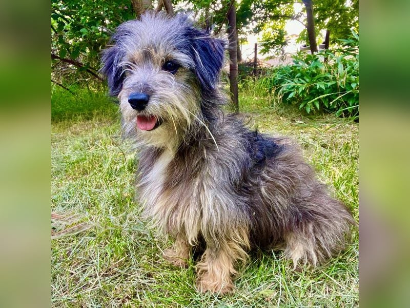 Beard - freundlicher, lieber, katzenverträglicher kleiner Rüde / z.Zt. noch in Rumänien