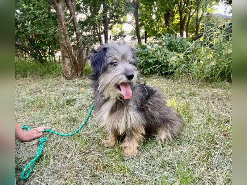 Beard - freundlicher, lieber, katzenverträglicher kleiner Rüde / z.Zt. noch in Rumänien