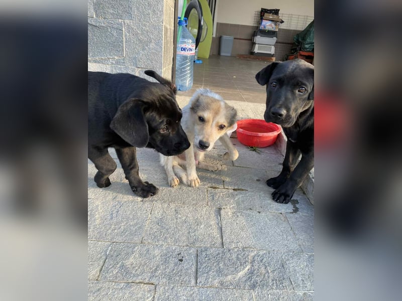 OZZY - sucht eine liebevolle Familie!