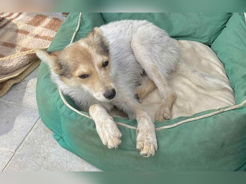 OZZY - sucht eine liebevolle Familie!