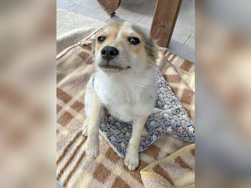 OZZY - sucht eine liebevolle Familie!