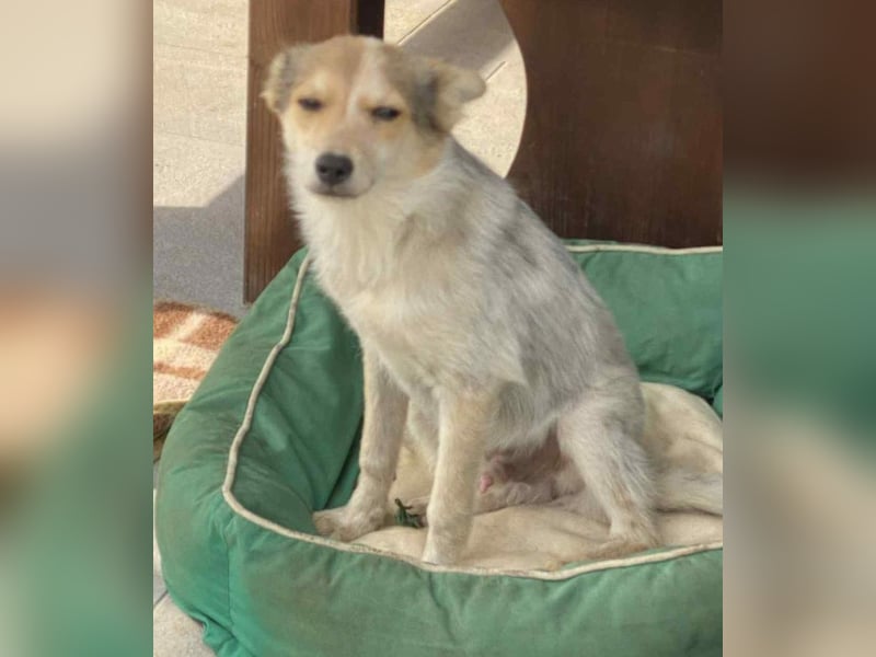 OZZY - sucht eine liebevolle Familie!