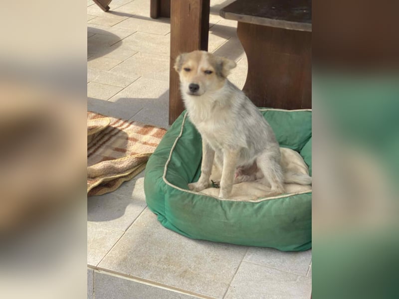 OZZY - sucht eine liebevolle Familie!