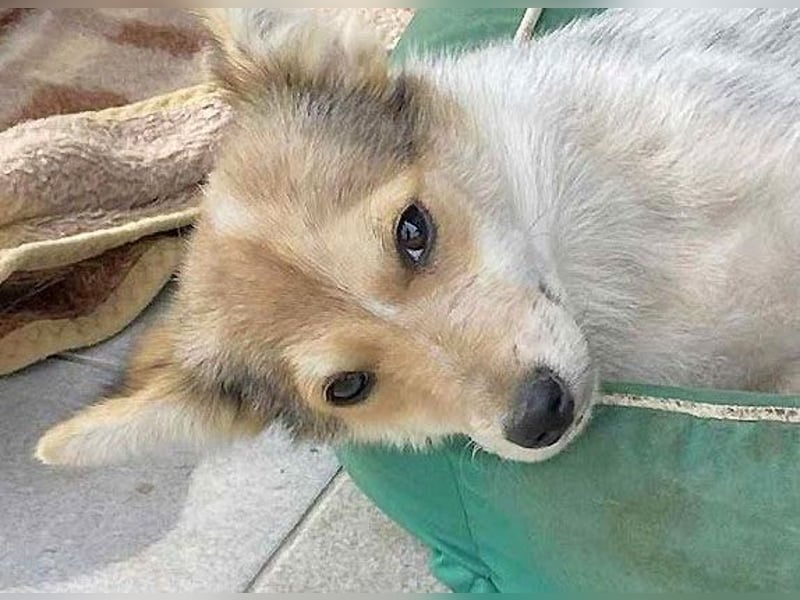 OZZY - sucht eine liebevolle Familie!
