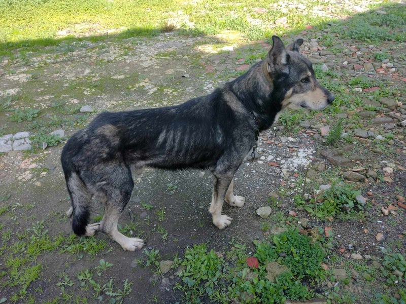 LOBITO