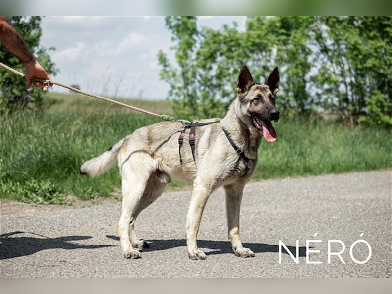 Nero, wunderschöner Rüde, ca. 3 Jahre, ca. 66 cm, ca. 42 kg