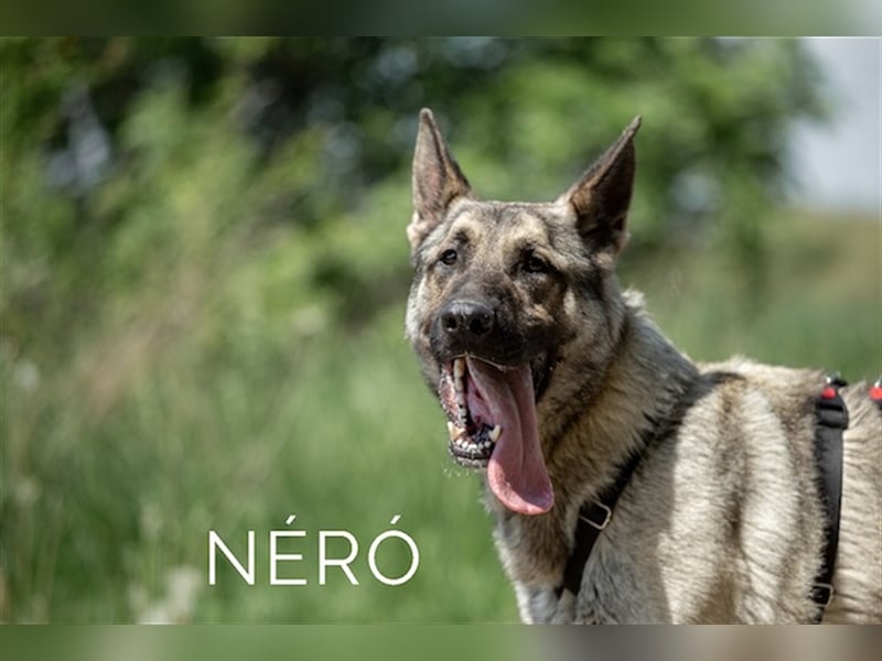 Nero, wunderschöner Rüde, ca. 3 Jahre, ca. 66 cm, ca. 42 kg