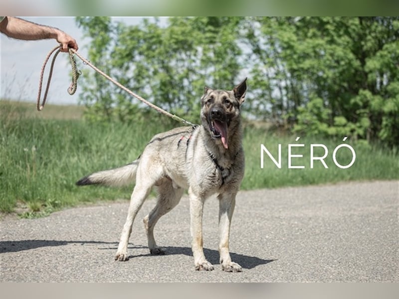 Nero, wunderschöner Rüde, ca. 3 Jahre, ca. 66 cm, ca. 42 kg