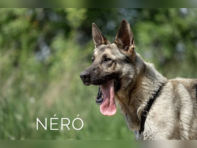 Nero, wunderschöner Rüde, ca. 3 Jahre, ca. 66 cm, ca. 42 kg