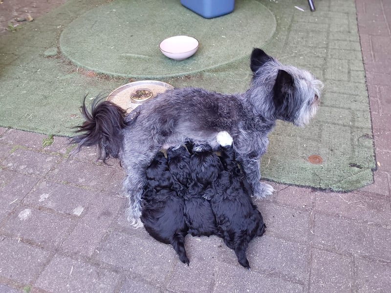 Unsere kleine Schmusekatz