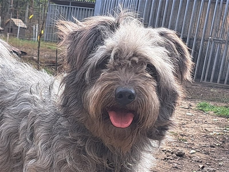 Bailey ( * 12.2020 ) sucht seine Menschen