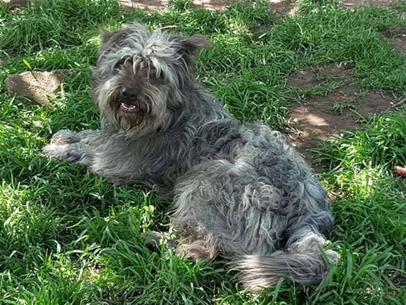 Bailey ( * 12.2020 ) sucht seine Menschen