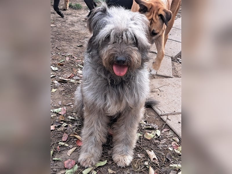 Bailey ( * 12.2020 ) sucht seine Menschen
