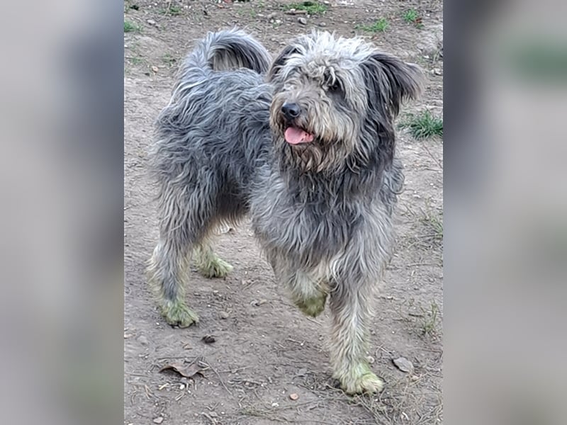 Bailey ( * 12.2020 ) sucht seine Menschen