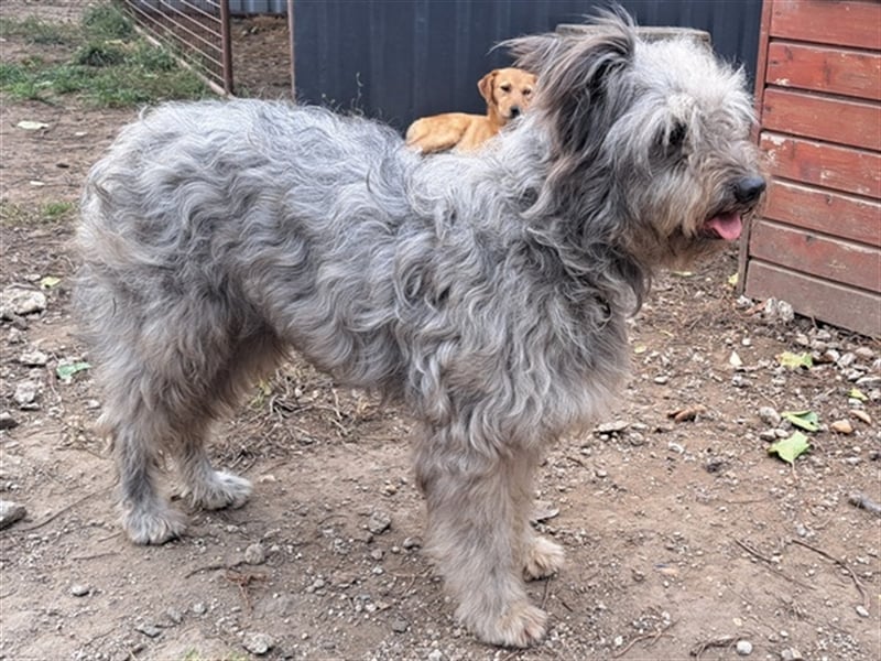 Bailey ( * 12.2020 ) sucht seine Menschen