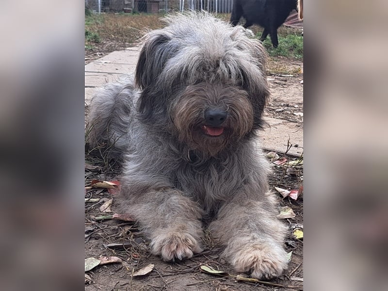 Bailey ( * 12.2020 ) sucht seine Menschen