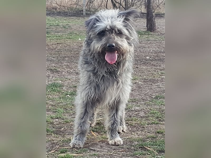 Bailey ( * 12.2020 ) sucht seine Menschen