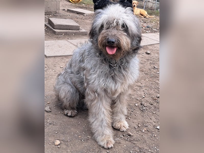 Bailey ( * 12.2020 ) sucht seine Menschen