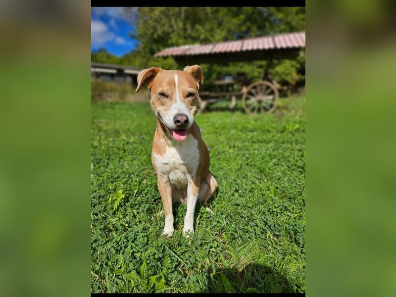 Ares sucht ein Zuhause
