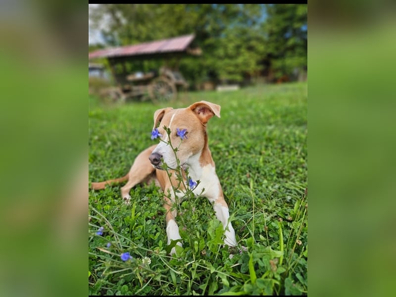 Ares sucht ein Zuhause