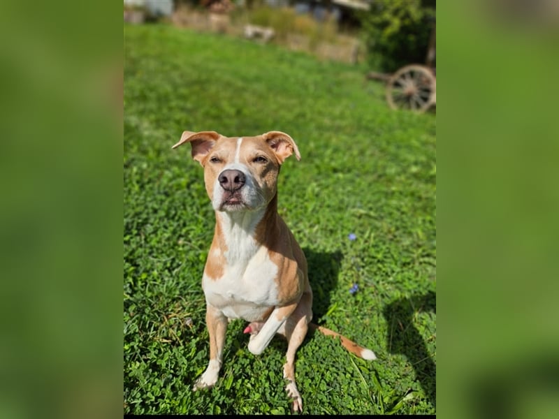 Ares sucht ein Zuhause