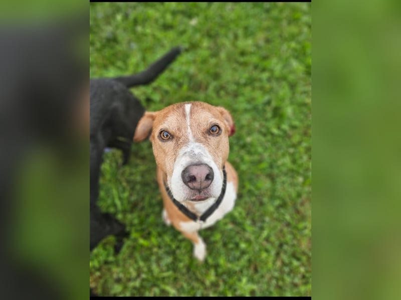 Ares sucht ein Zuhause