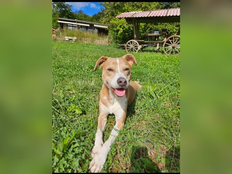 Ares sucht ein Zuhause