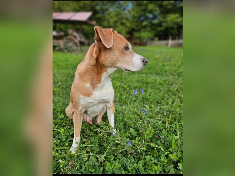 Ares sucht ein Zuhause