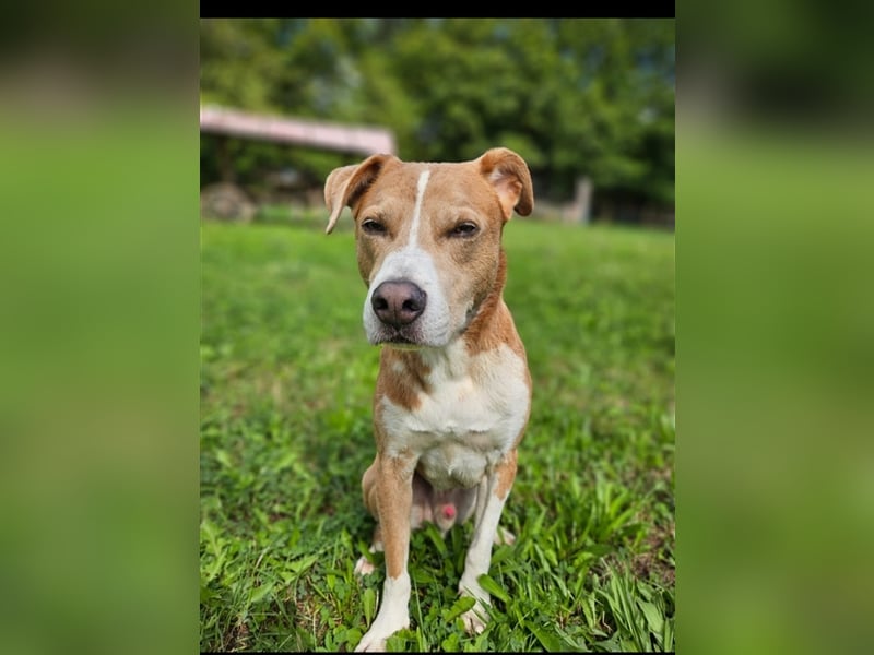 Ares sucht ein Zuhause