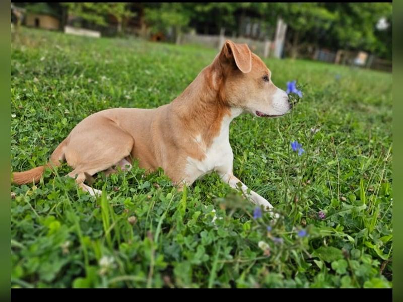 Ares sucht ein Zuhause