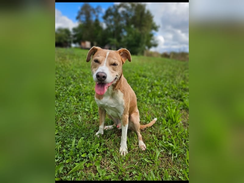 Ares sucht ein Zuhause