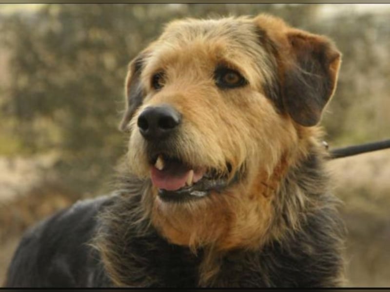 Wer gibt Balto ein Zuhause bzw. übernimmt eine Patenschaft