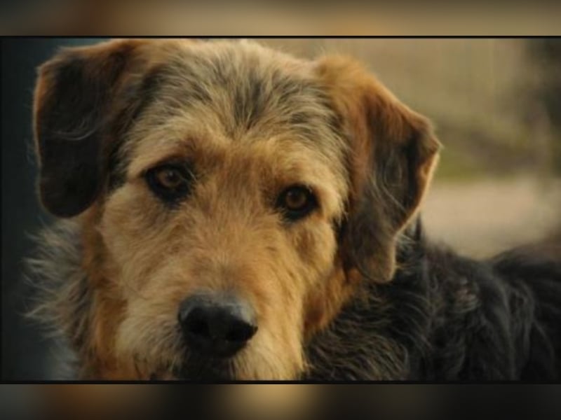 Wer gibt Balto ein Zuhause bzw. übernimmt eine Patenschaft