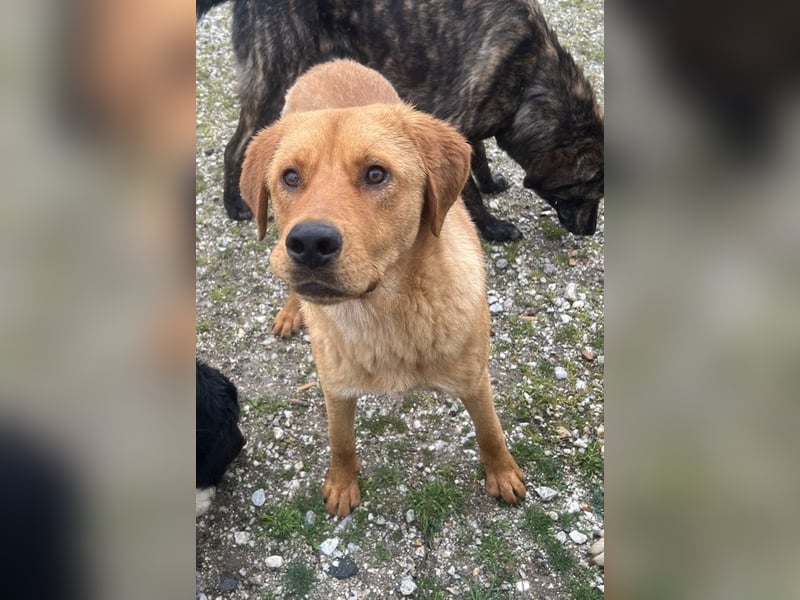 Valor, geb. ca. 05/2024, lebt in GRIECHENLAND, auf einem Gelände, auf dem die Hunde notdürftig vers